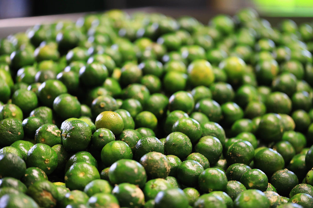 “青切り”と呼ばれる青いシークヮーサーの実。収穫期には敷地内に生産者の名前が入ったコンテナが置かれ、夕方に届けられるシークヮーサーの果実が翌朝に加工場で搾られて果汁に。