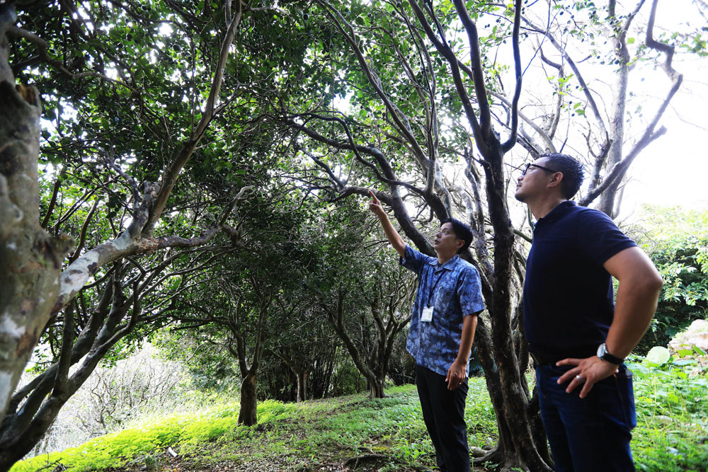 仲村尚吾さん(左)の案内で、シークヮーサーの古木が密生する自生林も視察。フランスのレストラン経験が長い久岡シェフは、「ビネガーを作ったら？　欧州の人たちはきっと好きだと思います」と提案。