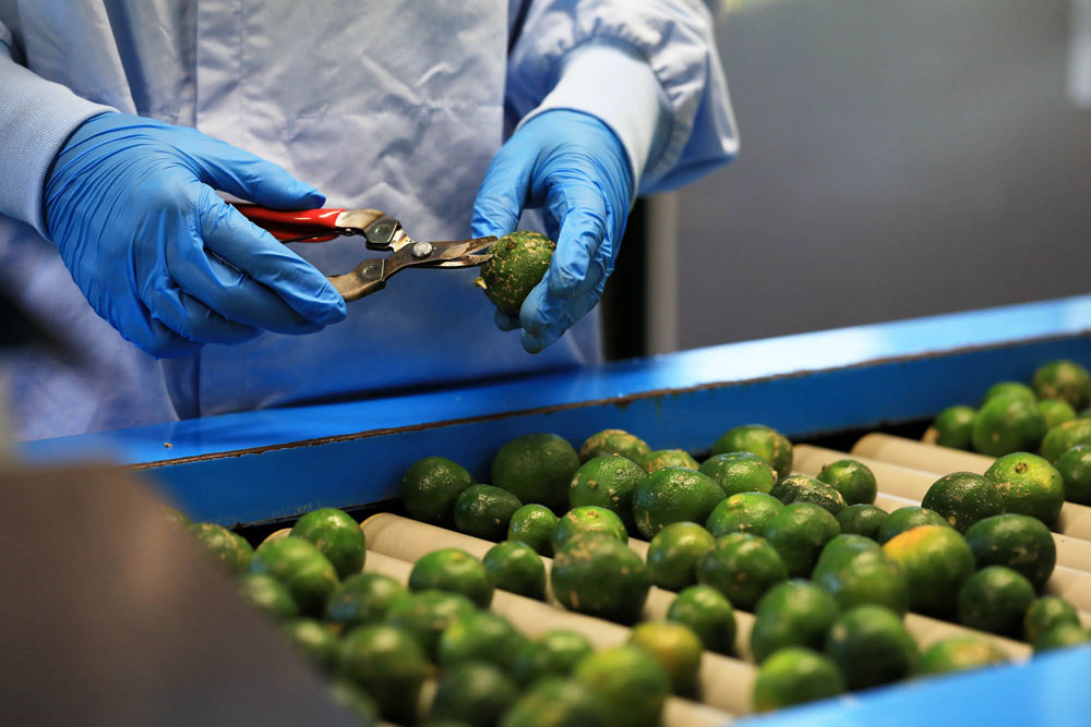 果実の選別、洗浄、搾汁はオートメーションで行われるが、傷んだ部分を切り取る細かい手作業も。実を搾りすぎると種がつぶれ、皮の渋味も出やすいため、１回目の搾汁はキャタピラー搾汁機で45％ほど。ローラープレスによる２回搾りの果汁は、健康効果の高さで注目される“ノビレチン”の含有率がアップ。それぞれを使い分け、特性を生かした商品化に成功している。