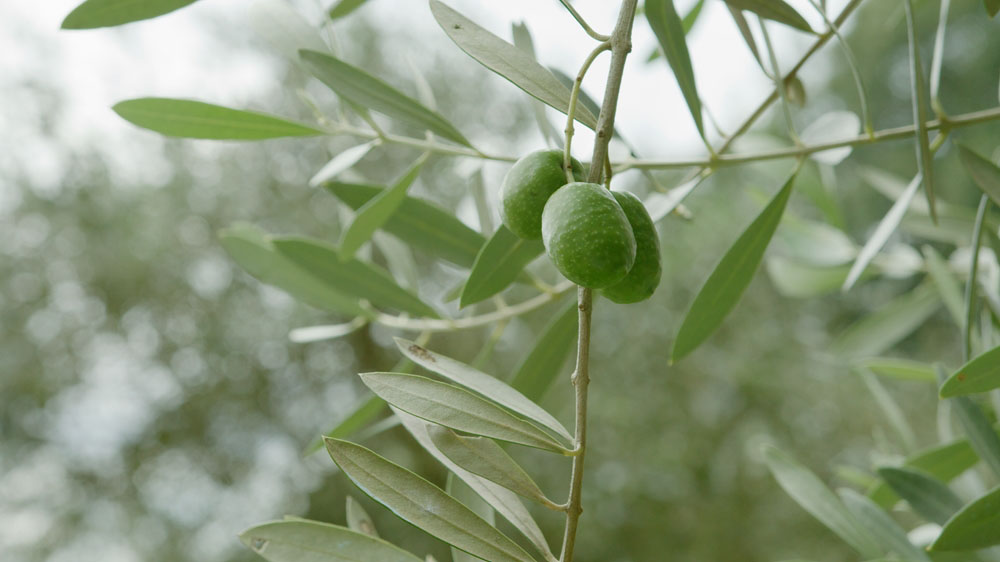 世界の品種は1400種類以上。ミッション種のオリーブは小豆島に一番初めに伝わったとされる。