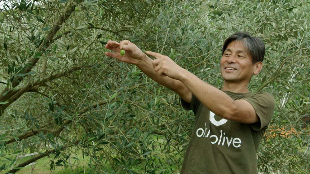 澳敬夫さん。オリーブの収穫は、実を軽く握って指で下へ引っ張り、実の根元から茎をプチっと断ち切る。