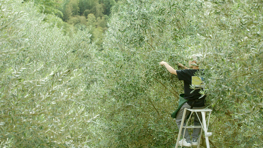 今年（2022年）は猛暑が続いたため、極端に収量が減った。
