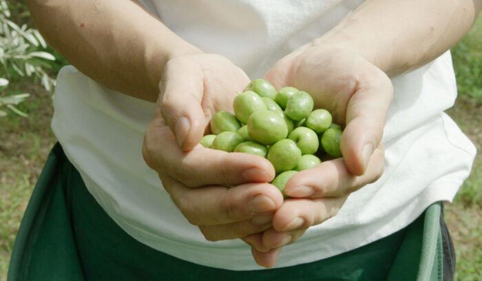 人が行き交う農園で、国産オリーブオイルをカルチャーまで引き上げる