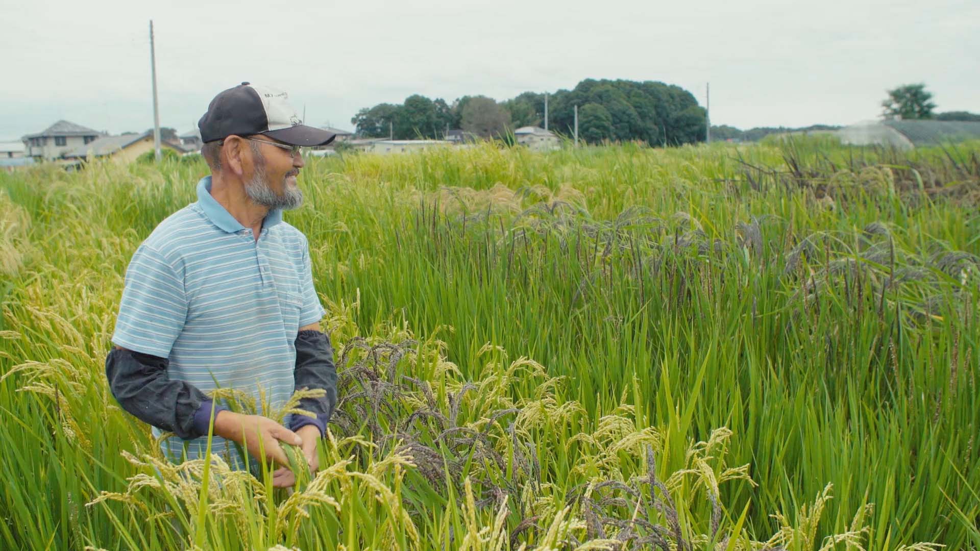 「いろいろ米」で知られる栃木県上三川町の上野長一さん。600種に及ぶ在来種のイネや麦を育てる。パンの世界でも有名。
