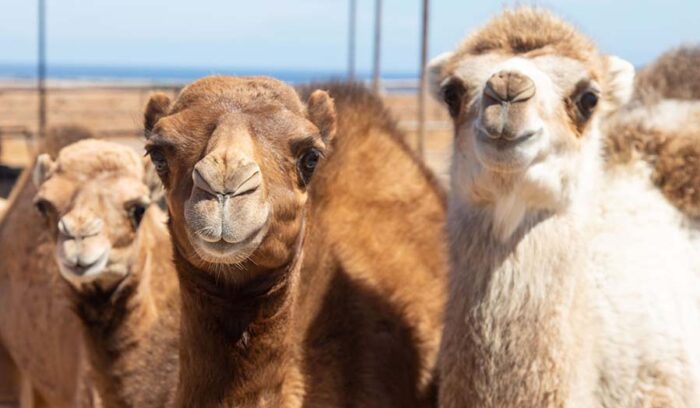 Spain [Fuerteventura] 気候変動時代の栄養源となるか？スペインで進むラクダ乳商品化プロジェクト