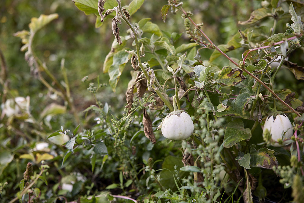 私たちにとってはフェアな価格