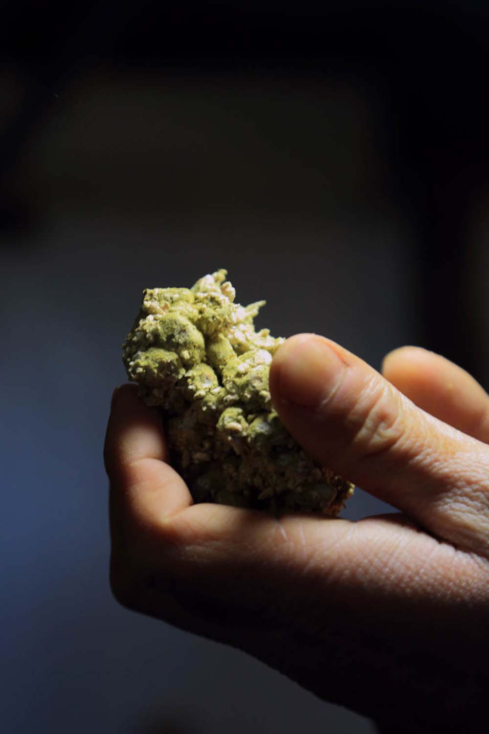 大豆と小麦がふかふかして緑色に変わると麹の完成。