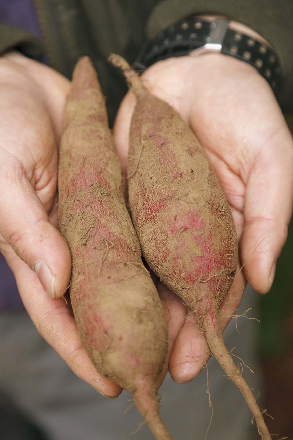 加工前のひと手間で、ファンを作る 熟成サツマイモ［千葉］未来に届けたい日本の食材