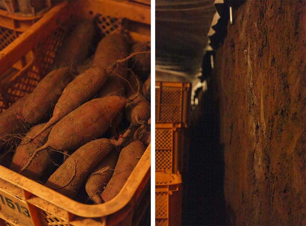 土壁の室のなかで、40日熟成させ、糖度を高める。サツマイモの糖度は、収穫後30～60日で、20～30度前後だが、石田農園の土壁の室では、40日で45度以上になる。最高糖度56度を計測したこともあるそうだ。湿度が保たれた室の中の空気は、肌に柔らかい。