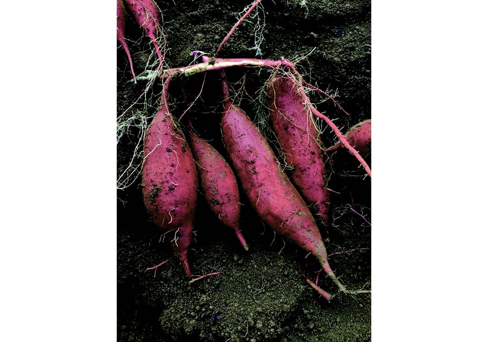 石田農園は、生での出荷が９割で加工は１割。紅あずま、紅はるか、シルクスイートを栽培する。サツマイモは養分を吸い上げる力が強いため、同じ品種の連作はしない。