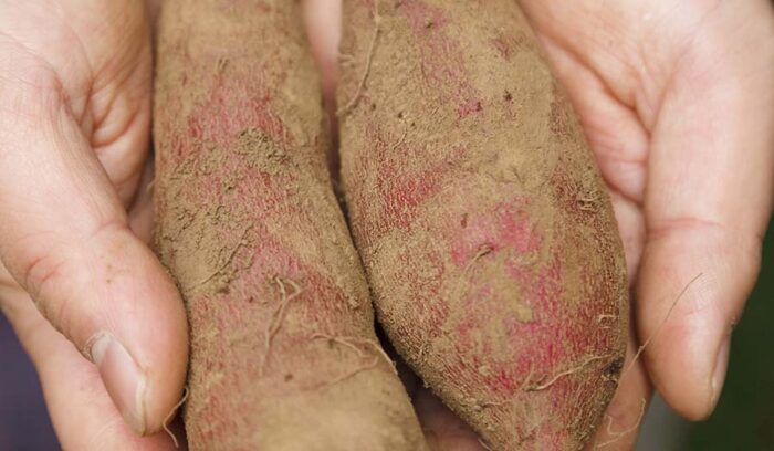 CURED SWEET POTATOES 