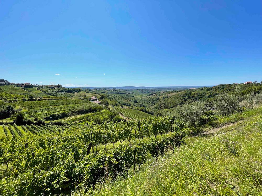 憧れのワイナリーのブドウ畑に泊まる！エノツーリズムの最新形