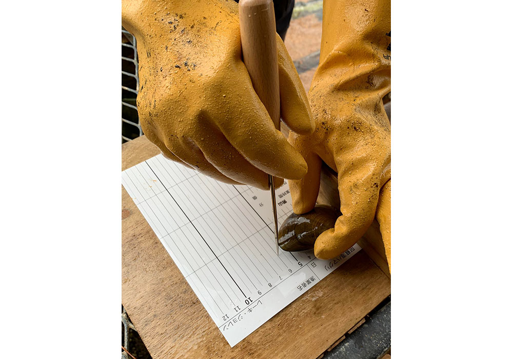 ハマグリのサイズを測る