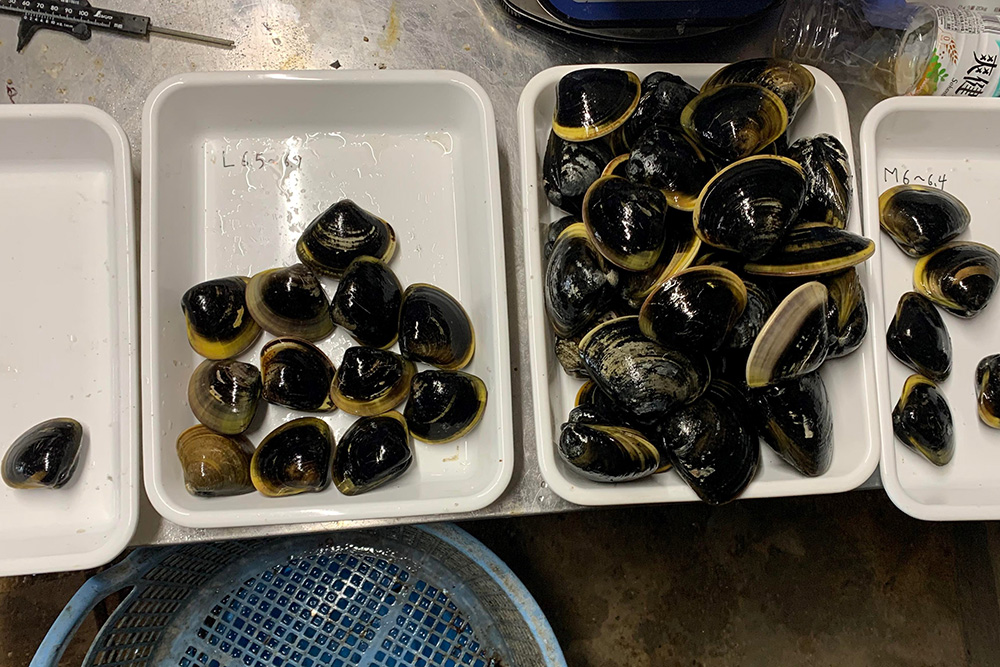 サイズ別ハマグリ