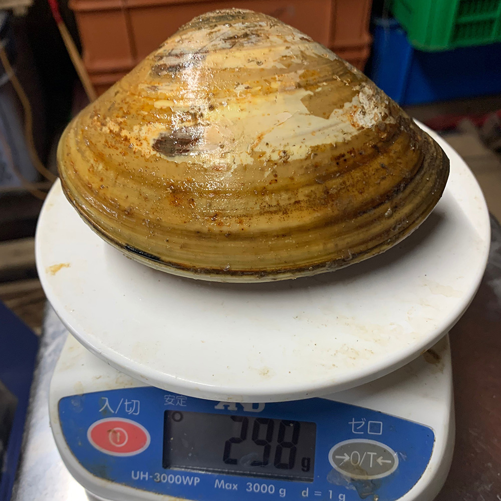 長径12cm、重さが298ｇにもなる巨大ハマグリ