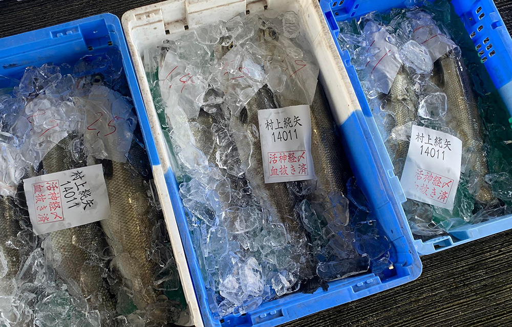 「活神経〆血抜き済」と表示された村上さんの魚