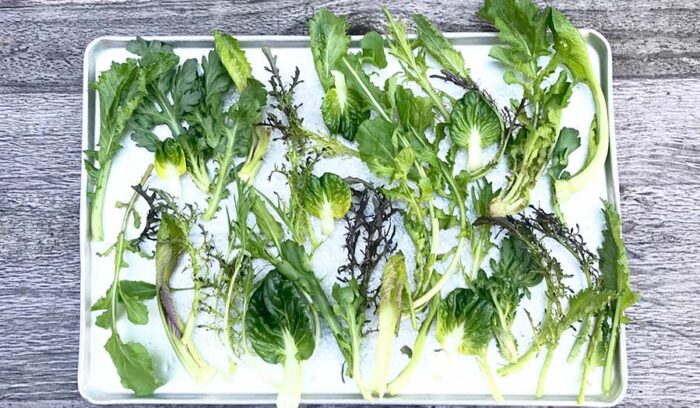 茎と根と葉っぱ　実践その１「小さな葉っぱを大切に」