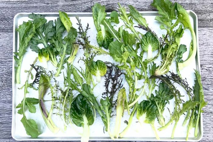 茎と根と葉っぱ　実践その１「小さな葉っぱを大切に」