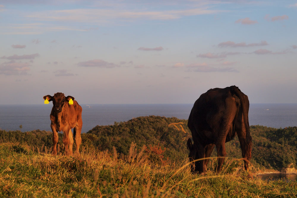 古くは天皇に食料を貢進する「御食つ国」だった歴史も。鎌倉時代には後鳥羽上皇が配流されたことで知られる。「隠岐牛」は潮風が吹き渡る恵まれた自然環境の中でミネラル豊富な牧草や地元飼料によって育てられる。