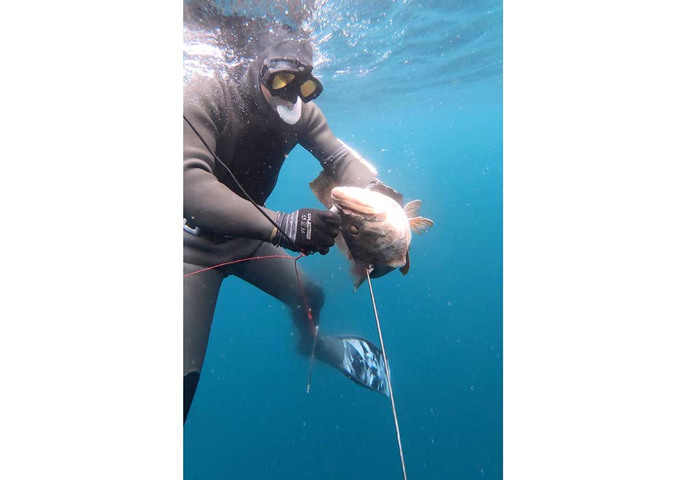 素潜り漁に取り組む吉川岳さん。水深約18ｍまで潜り、一対一で魚と対峙する。60～70cmのクエを水中銃で突いた後、海中で活締めと血抜きを行なう。