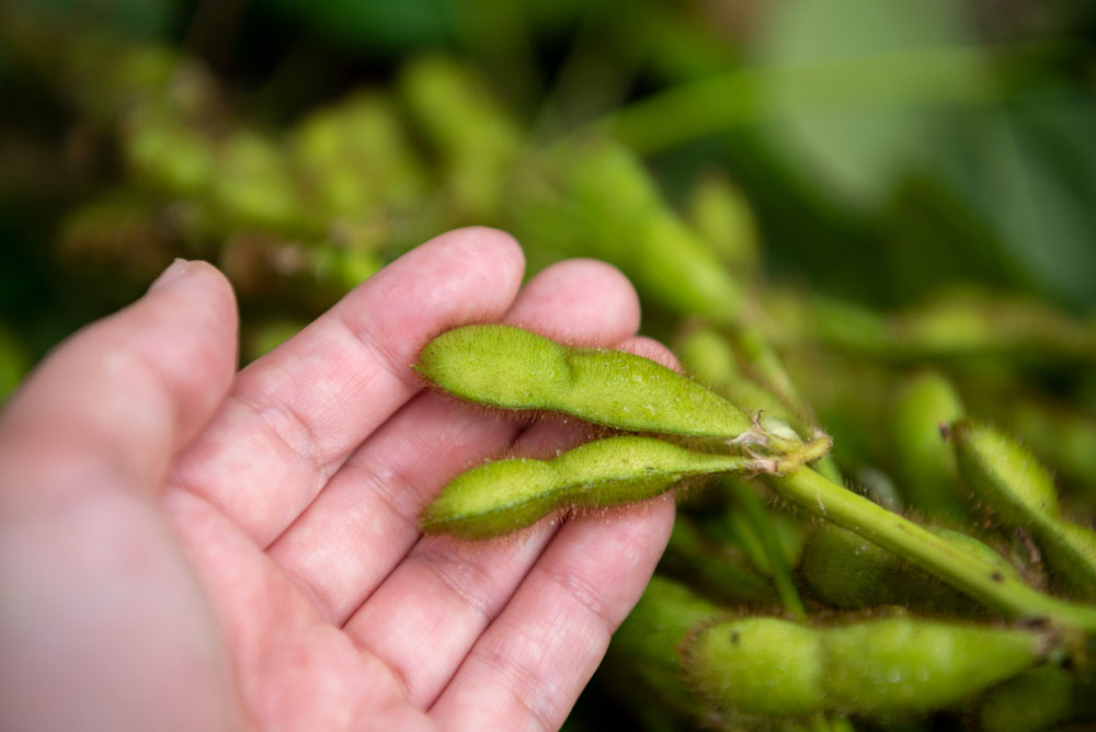 毛豆は津軽地方の在来種。さや、茎、葉など全体が金茶色の毛にびっしりと覆われている。かつては一部農家が自家用にわずかながら植えていた。