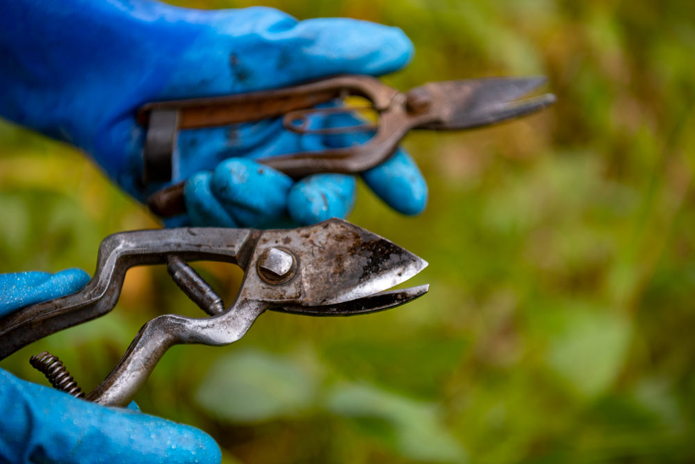 毛豆の収穫に使っているのは、リンゴの剪定に使っている果樹剪定ハサミ。