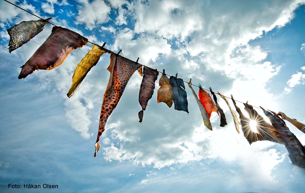 捨てられてしまう魚の皮を、サステナ素材として活用しよう！