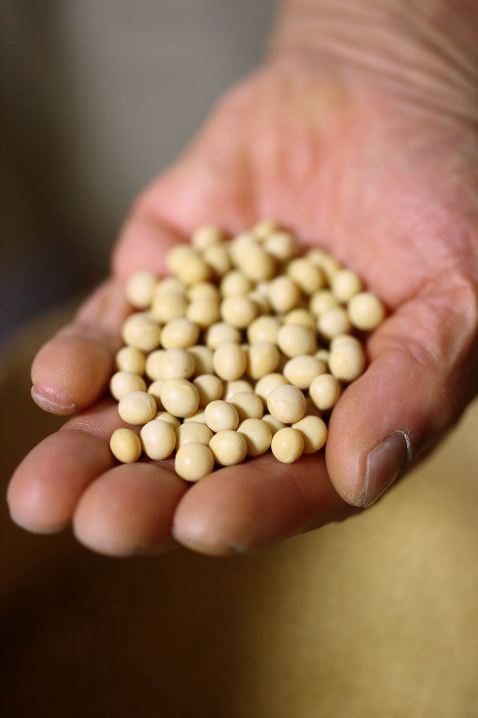 大豆