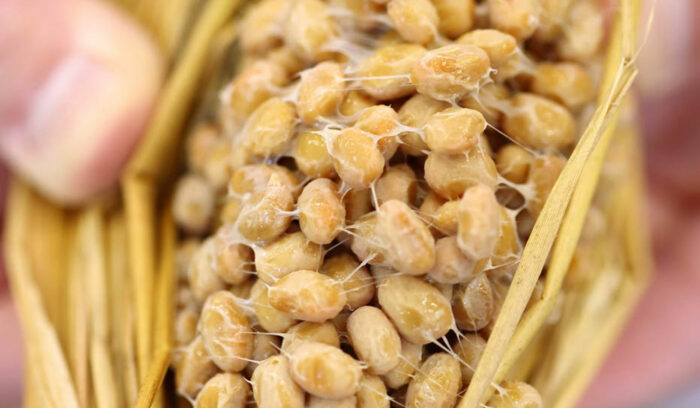 【ようこそ発酵蔵へ】納豆菌と会話する