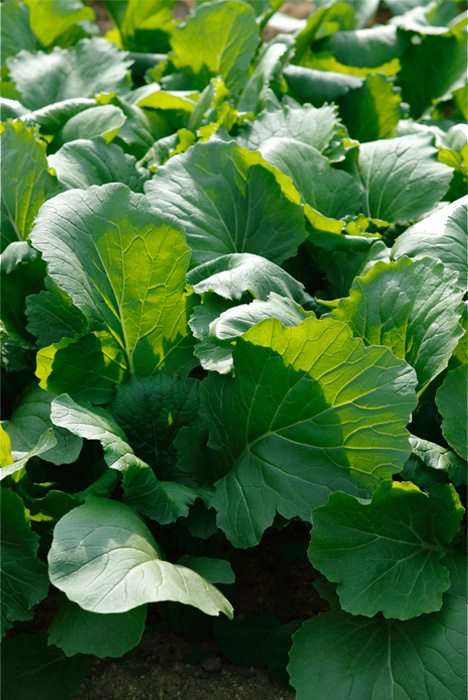 だしいらずの、濃い旨味を持つ伝統野菜。大和まな