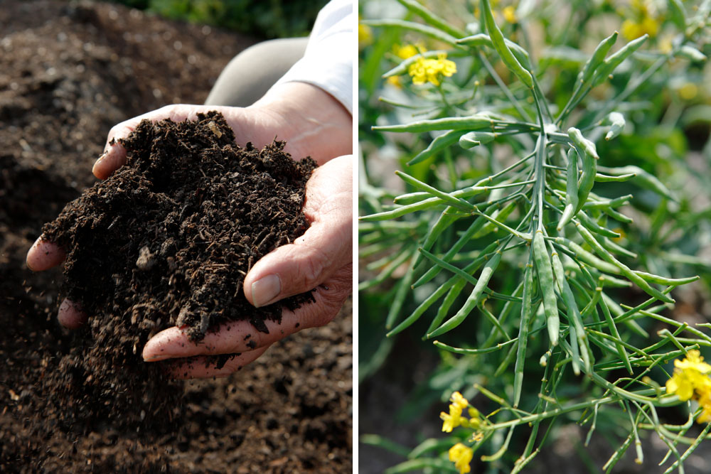 堆肥と大和まな