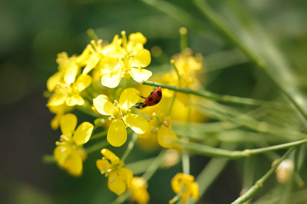 開花した花に誘われてテントウ虫の姿も。