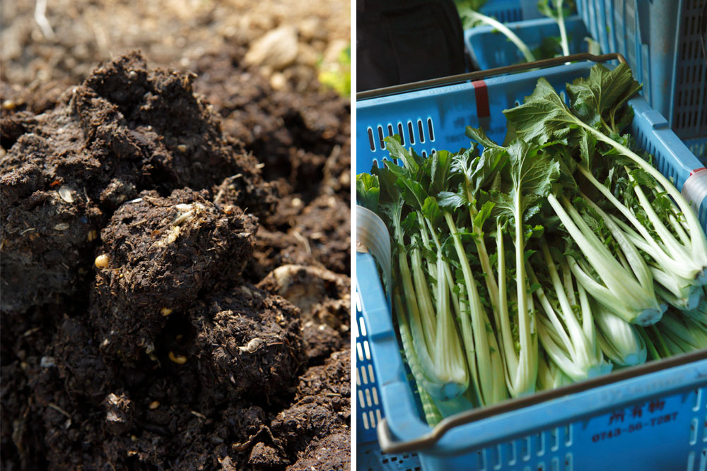 堆肥と出荷される大和まな