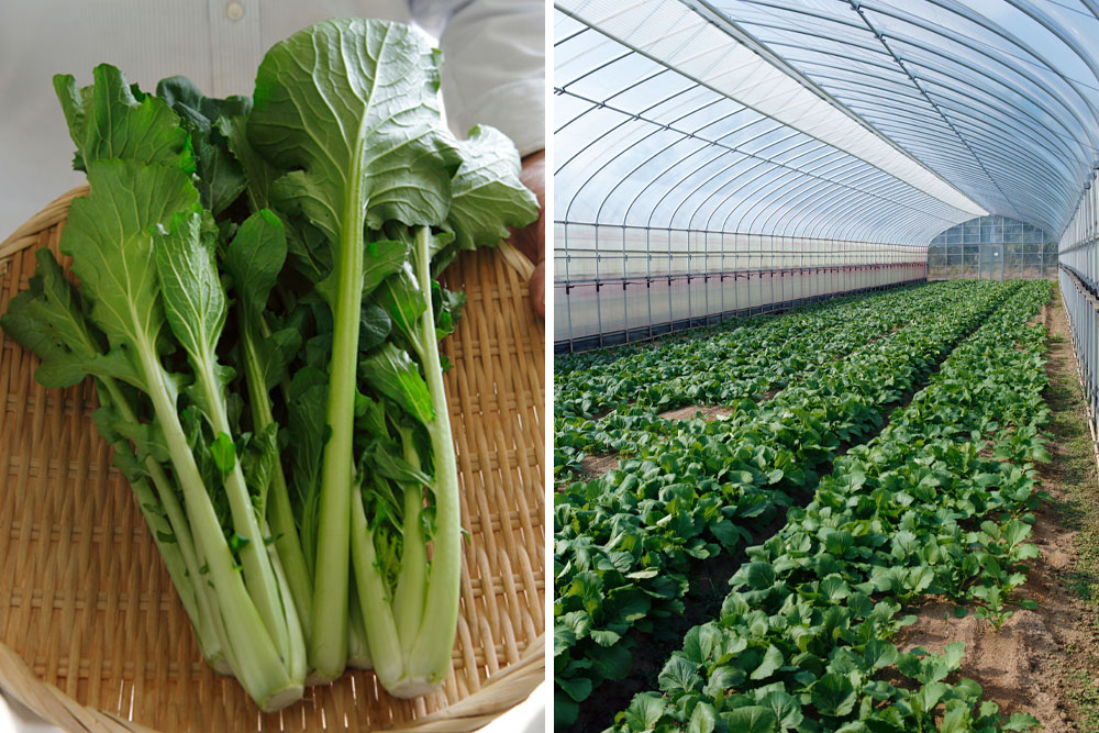 大和まなとハウス