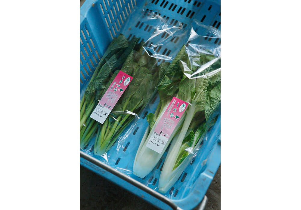 小松菜やしろ菜