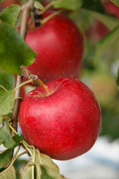 知を集めて「薬になるリンゴ」を究め続ける