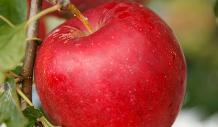 ORGANIC KOGYOKU (JONATHAN) APPLES