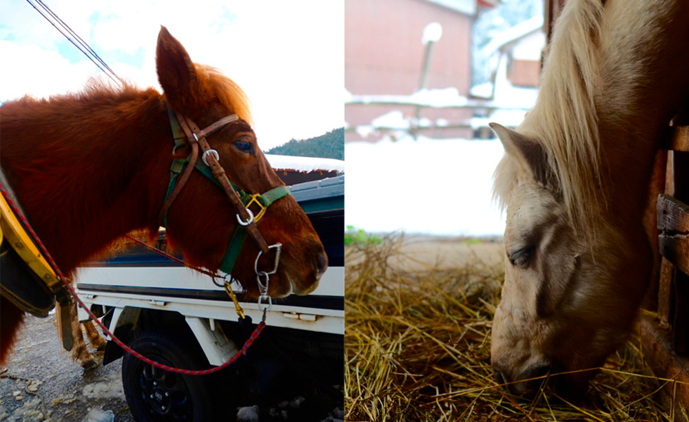 左が耕太郎11歳、右が福之助６歳。