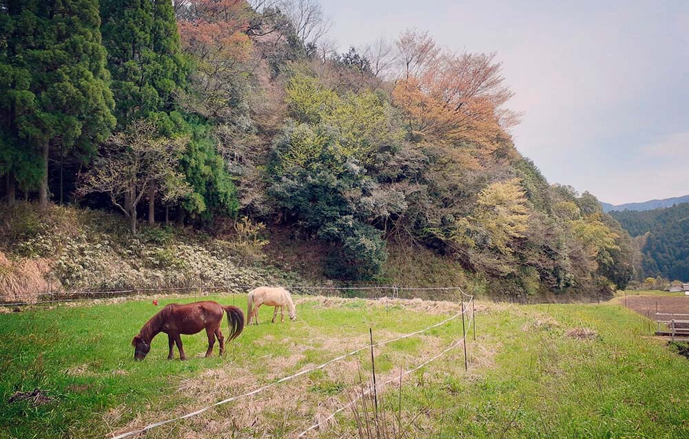 耕作放棄地に馬を放つと、馬が草を食べてくれる。