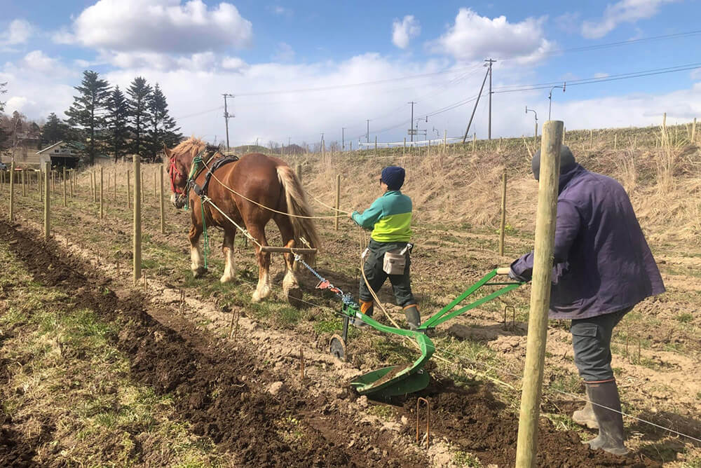 畑を馬で耕す