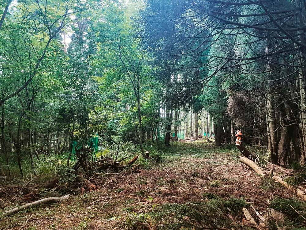 間伐して広葉樹を植える活動