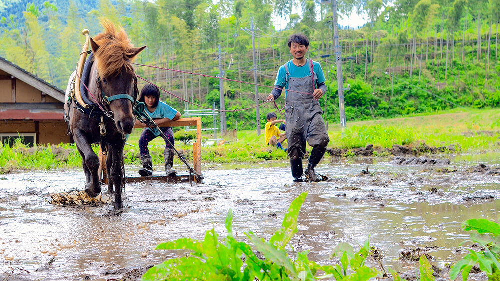 馬の力で代かき（しろかき）。
