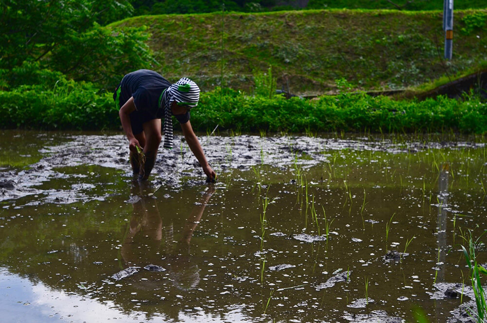 は土に直播き（じかまき）。