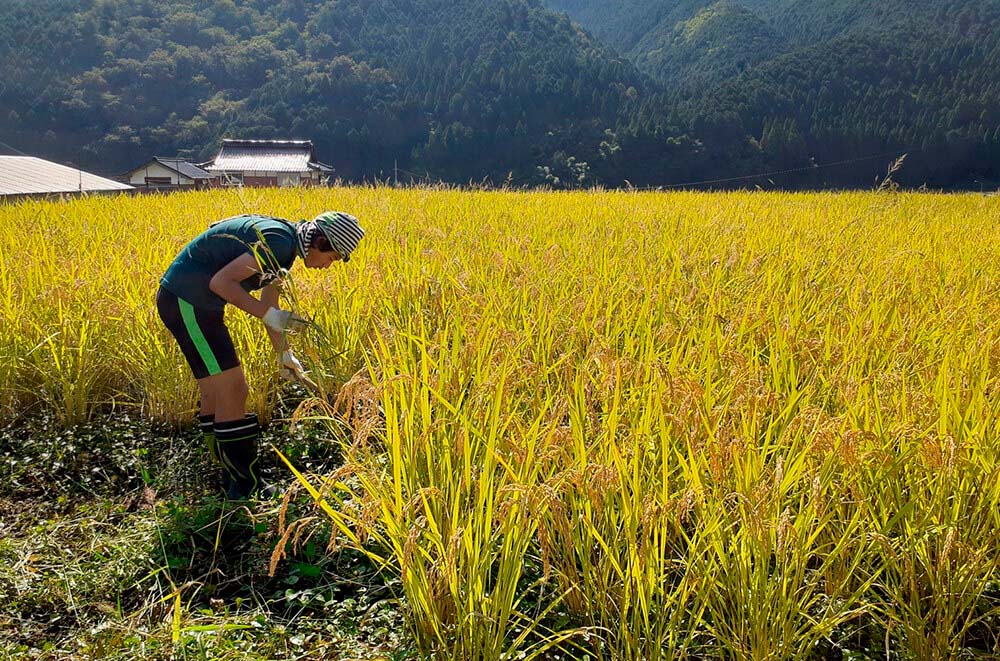 実った稲を手刈りする。