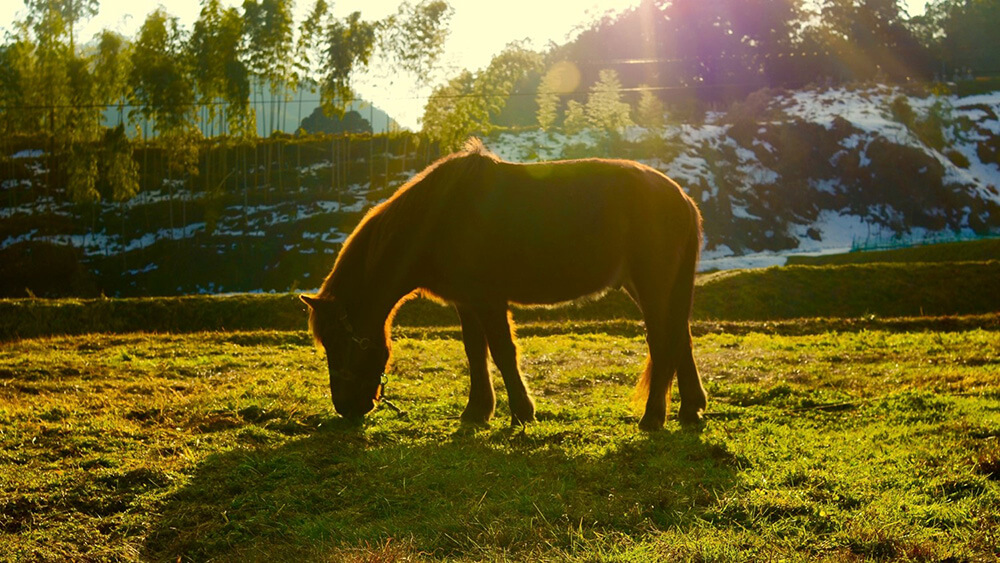馬が佇む田園風景