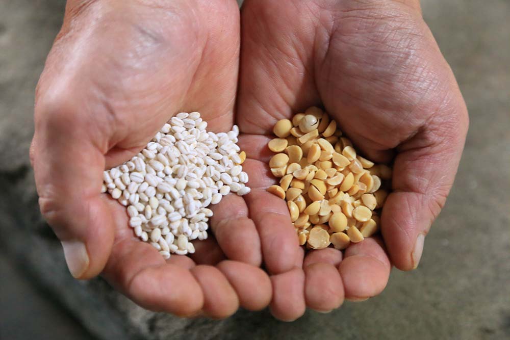 原料の大麦と大豆。大豆は蒸す前に炒ることで熟成後も形が残る。