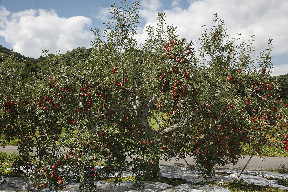 リンゴの木