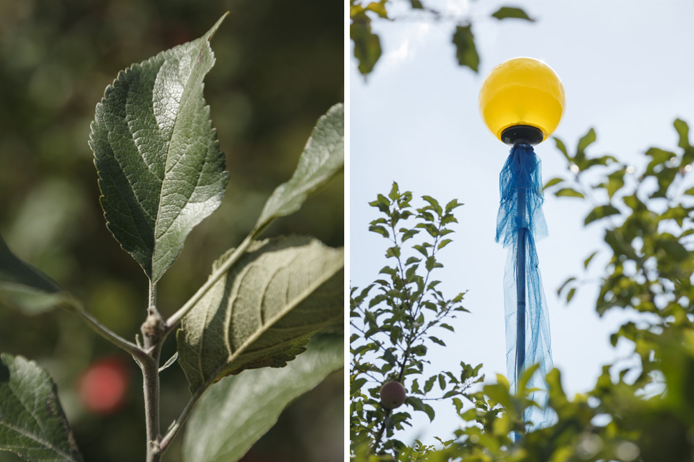 葉は厚みをもち、立った状態に。虫除けの装置も最新のものを設置。