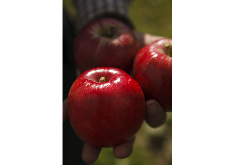 もいだ紅玉を磨くと自然の光沢が