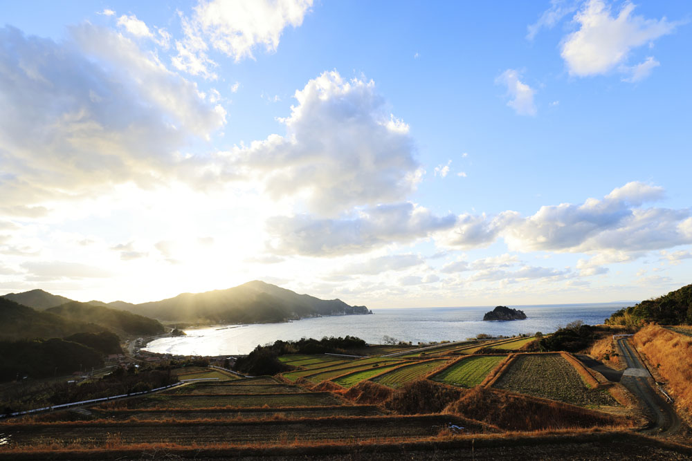 海と山が接近して複雑な地形を持つ土地柄に、小型で角がなく、粗飼料で育ち、早熟早肥な無角和種は適していた。